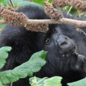  Gorilla (Congo)